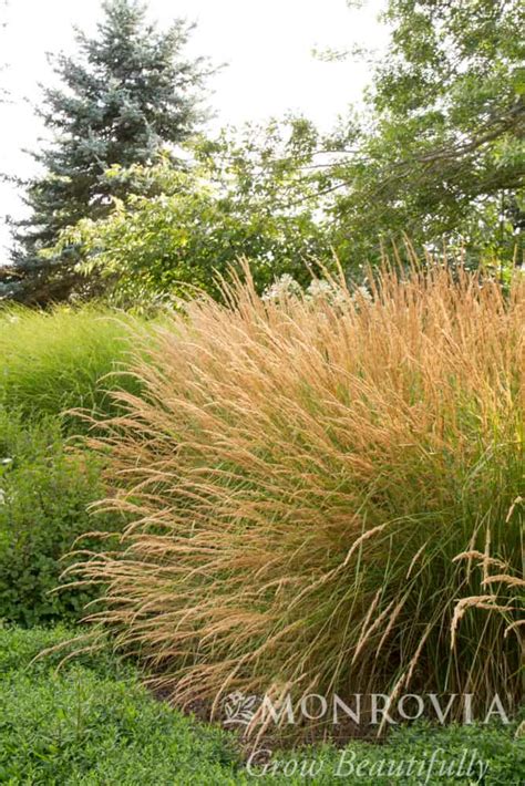 Karl Foerster Feather Reed Grass Gulley Greenhouse