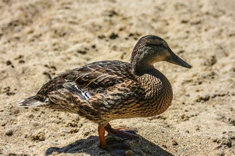 Duck Identification Guide All The Types Of Ducks With Pictures Bird Eden