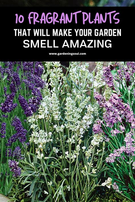 10 Fragrant Plants That Will Make Your Garden Smell Amazing Fragrant