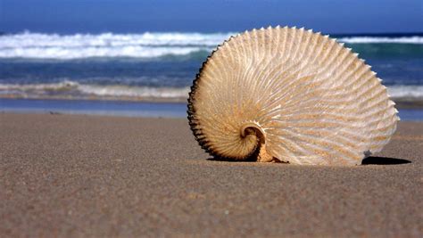 The Paper Nautilus Argonaut Shells And Sand Sea Birds Beach Combing