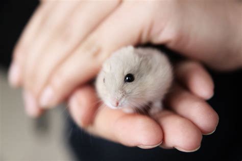 How Do You Get A Hamster To Come Out Of Hiding Popsugar Pets