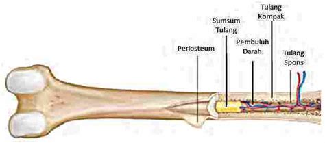 Check spelling or type a new query. Materi IPA Kelas 8 : Pengertian, Fungsi dan Struktur ...