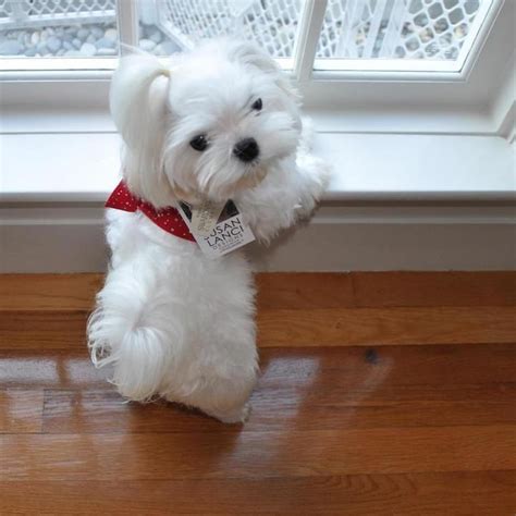 Cute White Teacup Dog Dog Breeders Guide