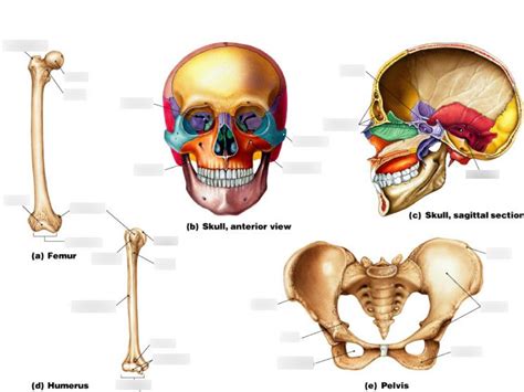 Bone Markings Surface Features Diagram Quizlet