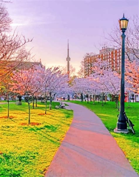 Toronto Cherry Blossoms