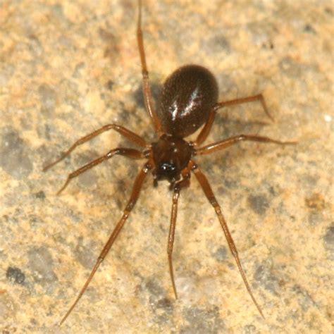 Small Brown Spider Biological Science Picture Directory