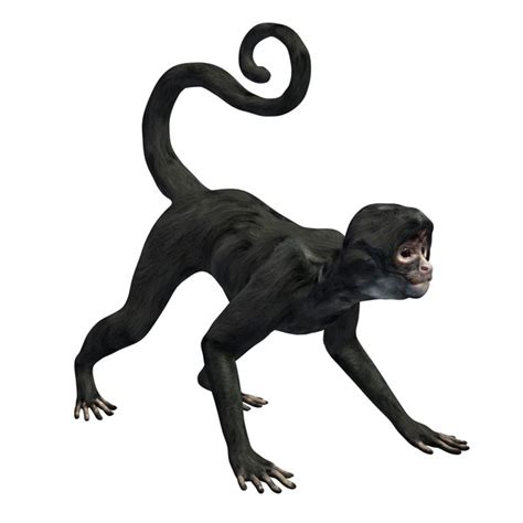 Spider Monkey Clipart Clip Art Library