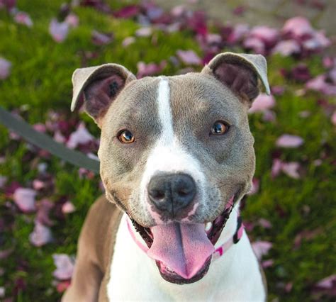 Adopt A Pitbull Or Rehome A Pitbull In San Diego Get Your Pet