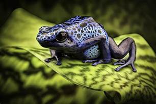Blue Tropical Rainforest Frogs
