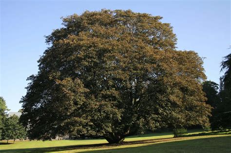 Acer Pseudoplatanus Sycamore Maple Plantinfo