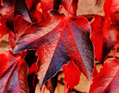 Download Bright Red Maples Leaves Wallpaper