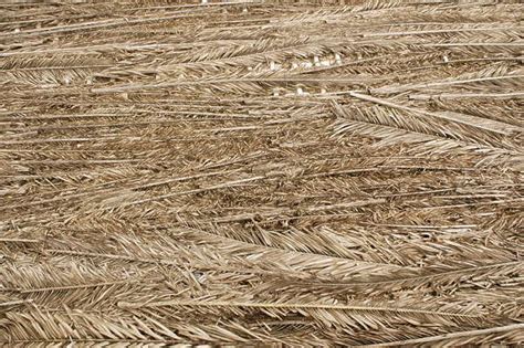 Thatched0031 Free Background Texture Roof Roofing Palm Leaf