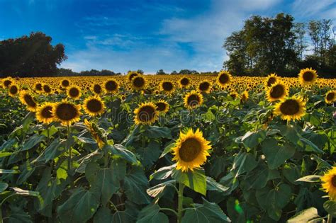 Large Sunflower Field Near Lawrence Kansas Stock Image Image Of
