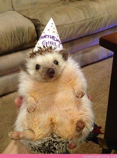Animals Celebrating Birthdays Cute Pet Birthday Parties And Cakes