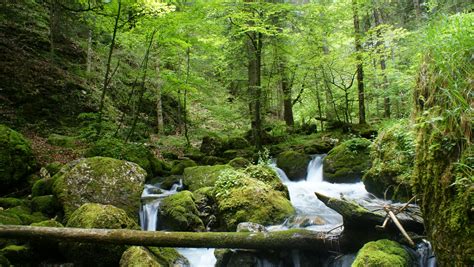 Free Images Tree Rock Waterfall Wilderness Wood