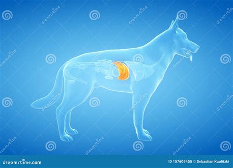 The Canine Liver Stock Illustration Illustration Of Scientific 157609455