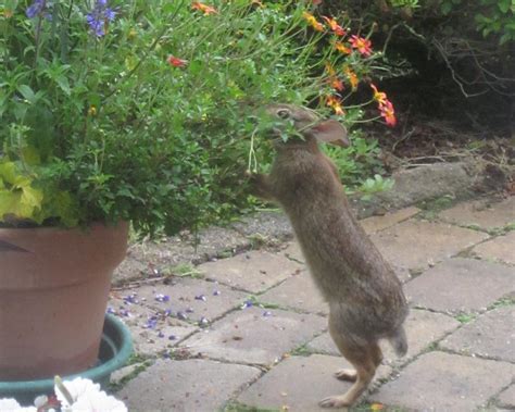 How To Stop Rabbits From Eating Flowers In Garden Gardening Rabbit