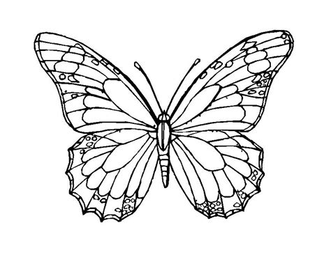 Butterfly coloring pages are created both for toddlers who are just starting to explore the world around them, and for older children with many small details. Butterfly | Coloring Pages