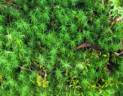 Common Haircap Moss • Polytrichum Commune Biodiversity Of The Central