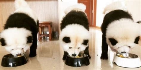 Woman Dyes Chow Chow Dogs To Look Like Pandas — Dog Pandas