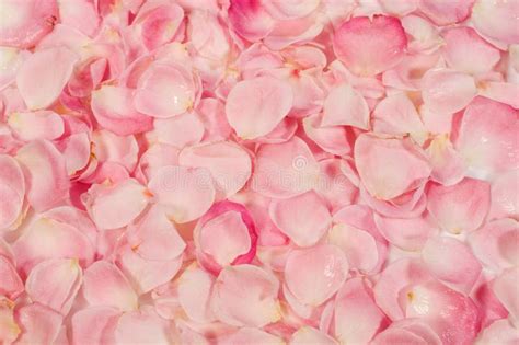 Background Of Rose Petals Stock Image Image Of Pink 36073021