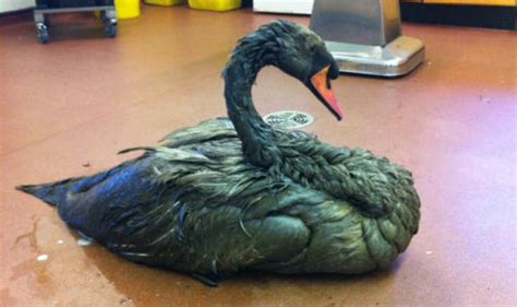 Swan Makes Amazing Transformation After Being Covered In Oil Nature News Uk