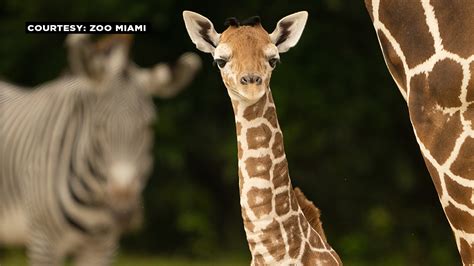 Zoo Miami Welcomes 60th Baby Giraffe In Zoos History Wsvn 7news