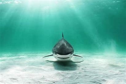 Shark Wallpapers Desktop Widescreen 4k Oceans Bull