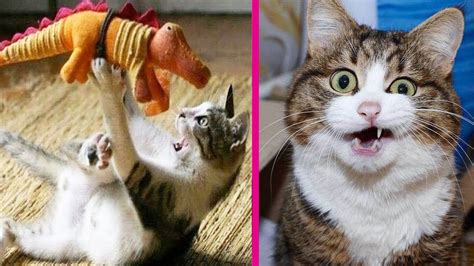 Try Not To Laugh At Cute Cats Reaction To Playing Toy Diy Cat Toys
