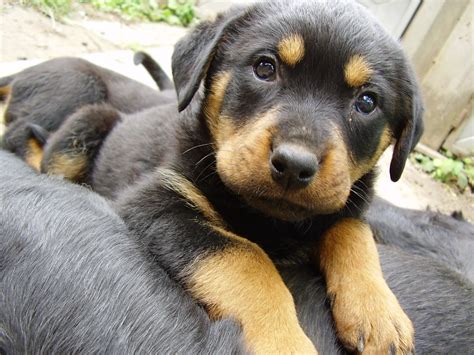 Pomeranian Rottweiler Mix Images And Pictures Becuo