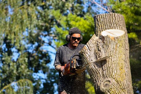 Advantages of Hiring a Tree Removal Service - Mass News