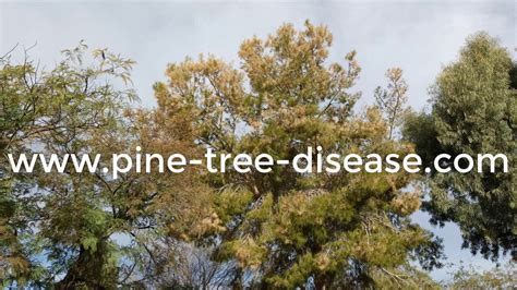 Pine Tree Dead Needles Tempe Az 480 969 8808 Warners Tree Surgery