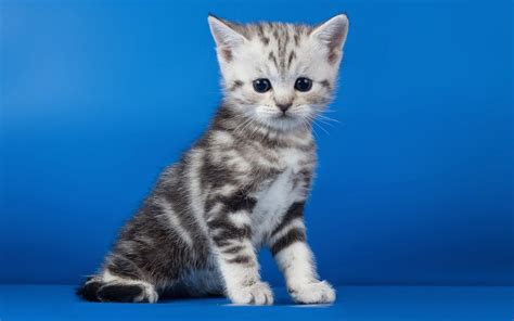 Kittens Kitten Cat Cats Baby Cute Wallpapers Hd