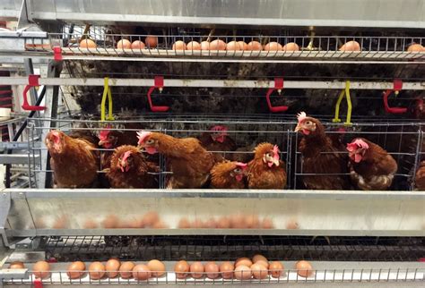 Menghitung Modal Dan Potensi Untung Ternak Ayam Petelur 100 Ekor