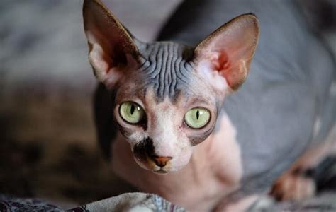 Sphynx Cat Names 230 Best Names For Hairless Cats Petpress