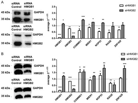 Control Of Gene Expression By Hmgb1 And Hmgb2 A In Skov 3 Cells B