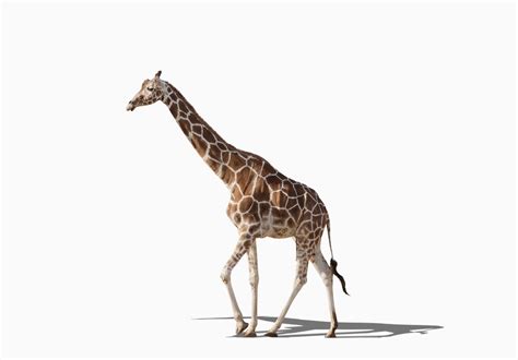 10 Fun Facts About Giraffes