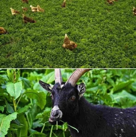 Garden Greens For Chickens And Goats A Full Guide Agri Farming