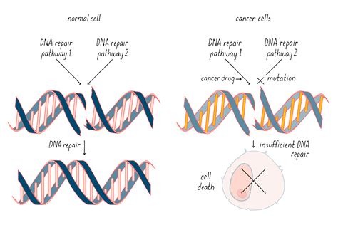 The Genetic Basis Of Cancer By J Michael Bishop