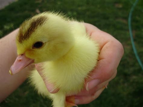 Ohiofarmgirl's Adventures In The Good Land: The Cuteness of Baby Ducks....