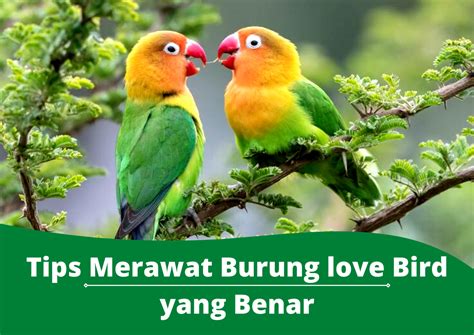 Cara Merawat Love Bird Jangan Sampai Salah