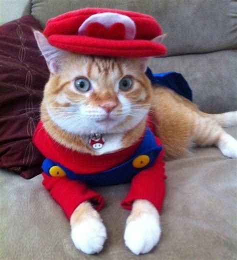 30 Cat Costumes That Are Too Cute Costume Wall