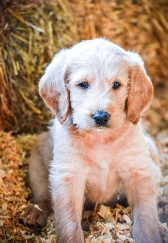 These dogs make wonderful family dogs and companions for life. Labradoodle Puppy for Sale - Adoption, Rescue for Sale in ...