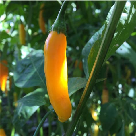 Aji Pepper Seed Collection Tyler Farms