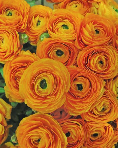Rona Wheeldon On Instagram Beautiful Orange Ranunculus Spotted At