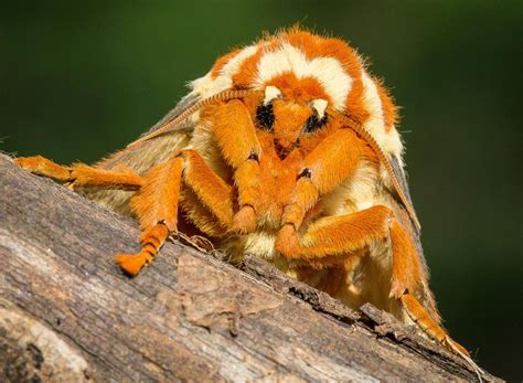 Regal Moth Shutterbug