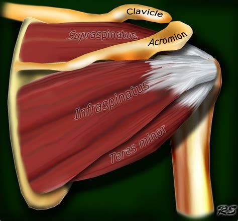 Supraspinatus Muscle Subscapularis Muscle Shoulder Anatomy Bicep