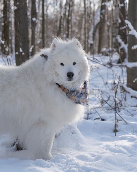 14 Facts About Fluffy Samoyeds Page 2 Of 4 Petpress Samoyed Dogs