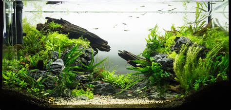 Aquascaping Completed Beginners Guide