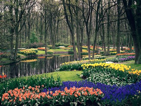 Mylifefullofdreams: Purple tulips at de Keukenhof Gardens ...